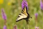 Eastern tiger swallowtail on prairie blazing star, Rock Cave Nature Preserve, Illinois. Art Print